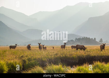 Wapiti (Cervus canadensis) Weiden in Moraine Park, Rocky Mountain National Park, Colorado. Stockfoto