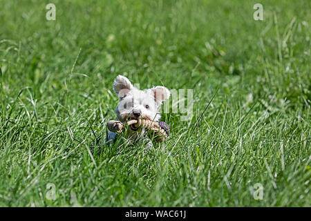 Süße kleine Malteser Hund in die Kamera schaut Stockfoto