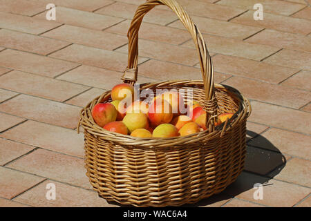 Korb der Bio Aprikosen Latin Prunus Armeniaca manchmal als Armenische Apple gerade geerntete und bereit für die Herstellung von Marmelade in Italien im Sommer Stockfoto