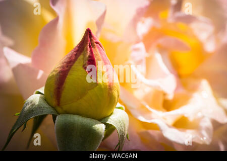 Nahaufnahme der Blüte des Friedens Rose, ein Hybrid Tea Rose. Wissenschaftlicher Name: Rosa 'Madame A. Meilland'. Marketing Namen: Gioia, Gloria Dei, Frieden. Großbritannien