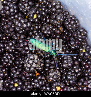 Barbe moschus Käfer (Aromia moschata) auf Black Beeren - Ansicht von oben Stockfoto