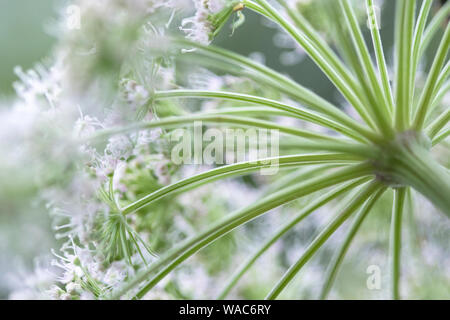 Riesenbärenklau (Heracleum Mantegazzianum) Stockfoto