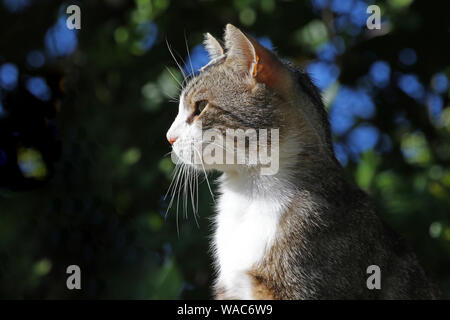 Tabby cat Status Symbol von Massachusetts und Rescue pet-Symbol von Kalifornien Kolorado Illinois Tennessee mit Cheshire cat Lächeln Stockfoto