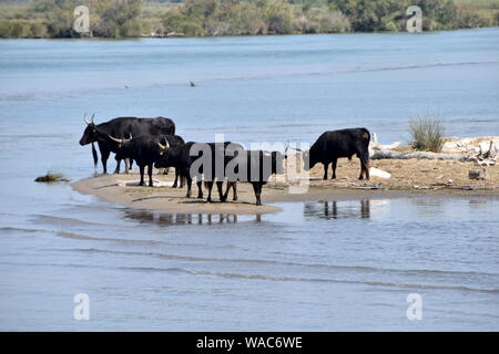 Wilde Stiere und Pferde der Camargue, Südfrankreich. Stockfoto