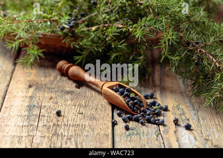 Löffel aus Holz mit Samen von Juniper. Juniper Zweig mit Beeren auf einem hölzernen Hintergrund. Stockfoto