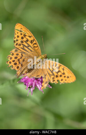 Ein ziemlich schäbig Silber - gewaschen Fritillaryschmetterling 'Argynnini' bur noch in der Lage zu fliegen und finden Sektor, England, Großbritannien Stockfoto