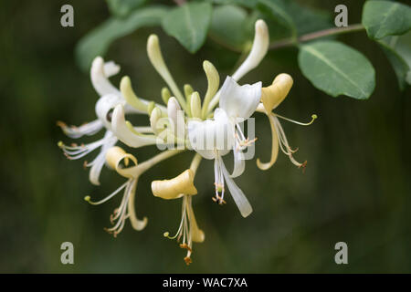 Native Geißblatt Lonicera periclymenum'', England, Großbritannien Stockfoto