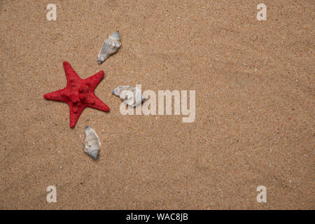 Red Star geformt Meer sheel Verlegung auf feinem Sand neben drei weiße Schalen - in flachen Schuß legen Querformat Stockfoto