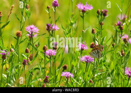 Schwarzkrautkraut (Centaurea nigra) auf dem Feld Stockfoto