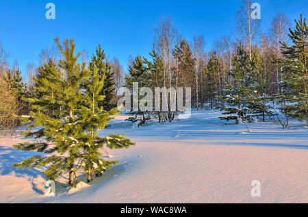 Malerische Winterlandschaft im verschneiten Wald bei Sonnenuntergang Birke und Fichte. Rosa Licht der untergehenden Sonne und blauer Schatten auf Schnee. Weiße Birken Amtsleitungen Stockfoto