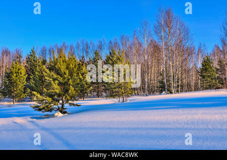 Malerische Winterlandschaft im verschneiten Wald bei Sonnenuntergang Birke und Fichte. Rosa Licht der untergehenden Sonne und blauer Schatten auf Schnee. Weiße Birken Amtsleitungen Stockfoto