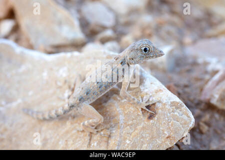 Rock semaphore Gecko auf dem Felsen, auf Masirah Island gefunden, Sultanat Oman Stockfoto