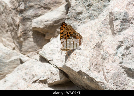 Hohe braune Fritillary (Argynnis Adippe) Stockfoto