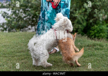 Nanja, Bichon Bologneser doggy, und wenig Terrier spielen im Park Stockfoto