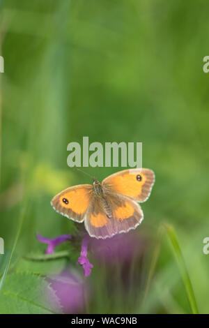 Gatekeeper Pyronia tithonus'' auch als Hedge Braun, England, UK Stockfoto