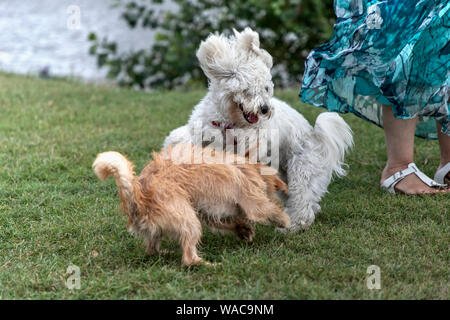 Nanja, Bichon Bologneser doggy, und wenig Terrier spielen im Park Stockfoto