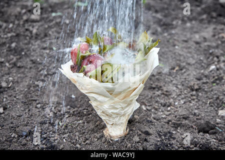 Blumenstrauß aus faulen Früchte und verwelkte Blumen sind in den Boden gepflanzt und gegossen mit Wasser als Symbol für den Versuch zur Wiederherstellung der verloren Stockfoto