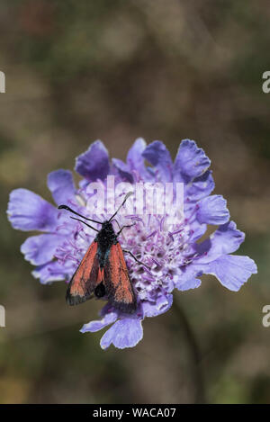 Transparente Burnett (Zygaena purpuralis) auf einer Blume Stockfoto