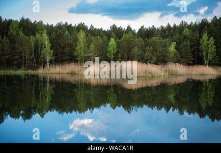 Grünen Wald am See in der Reflexion im Wasser, Schönheit in der Natur Stockfoto