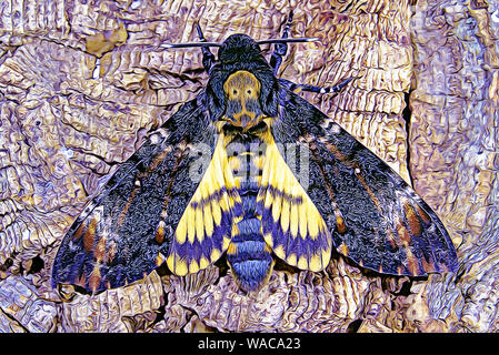 Totenschädel tabakschwärmer (Acheronia atropos) Stockfoto