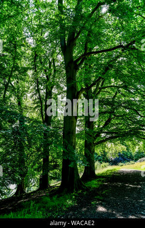 Blenheim Palace. Die schönen Parks und die Gründe des Blenheim Palace Estate. Britische Landschaft. Woodstock, Oxfordshire, England, Vereinigtes Königreich. Stockfoto