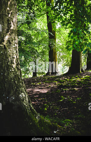 Blenheim Palace. Die schönen Parks und die Gründe des Blenheim Palace Estate. Britische Landschaft. Woodstock, Oxfordshire, England, Vereinigtes Königreich. Stockfoto