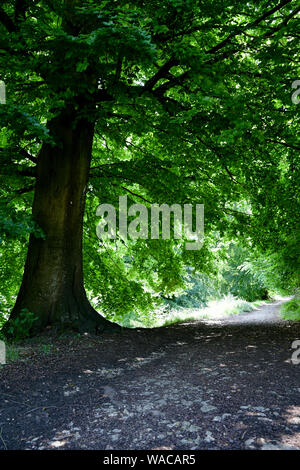 Blenheim Palace. Die schönen Parks und die Gründe des Blenheim Palace Estate. Britische Landschaft. Woodstock, Oxfordshire, England, Vereinigtes Königreich. Stockfoto