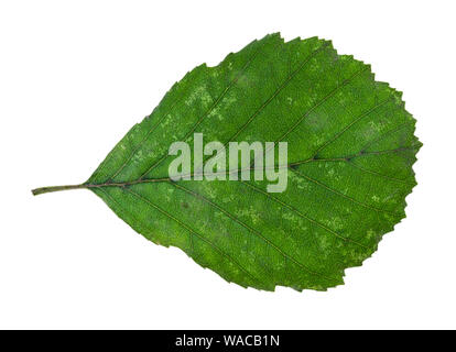 Natürliche grün Blatt von Erle Ausschnitt auf weißem Hintergrund Stockfoto