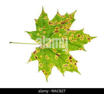 Rückseite der natürlichen kranken Blätter Ahorn Baum im Herbst Ausschnitt auf weißem Hintergrund Stockfoto