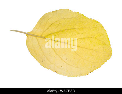 Gelb Herbst Blatt der Pflaumenbaum Ausschnitt mit weißem Hintergrund Stockfoto