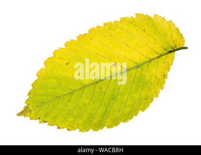 Gefallenen gelben und grünen Blatt von Elm Tree Ausschnitt auf weißem Hintergrund Stockfoto