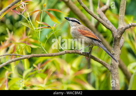 Farbe wildlife Portrait der Afrikanischen Schwarzen - gekrönte tchagra (Tchagra senegala) im Profil thront auf Ast ab, in Kenia. Stockfoto