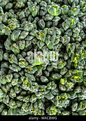 Natürliche Hintergrund - Blume Leiter Broccoli-pflanze close-up Stockfoto