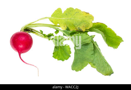 Single frische organische rote Rübe mit grünen Ausschnitt auf weißem Hintergrund Stockfoto