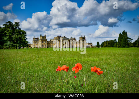 Blenheim Palace. Roter Mohn wächst auf dem Gelände des Palastes. Der rote Mohn ist ein Symbol der Erinnerung. Woodstock, Oxfordshire, England, UK. Stockfoto