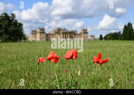 Blenheim Palace. Roter Mohn wächst auf dem Gelände des Palastes. Der rote Mohn ist ein Symbol der Erinnerung. Woodstock, Oxfordshire, England, UK. Stockfoto