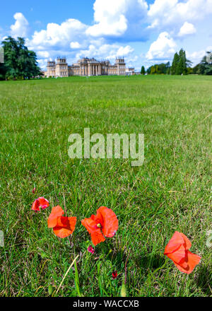 Blenheim Palace. Roter Mohn wächst auf dem Gelände des Palastes. Der rote Mohn ist ein Symbol der Erinnerung. Woodstock, Oxfordshire, England, UK. Stockfoto