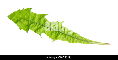 Natürliche Blätter des Löwenzahns Ausschnitt auf weißem Hintergrund Stockfoto