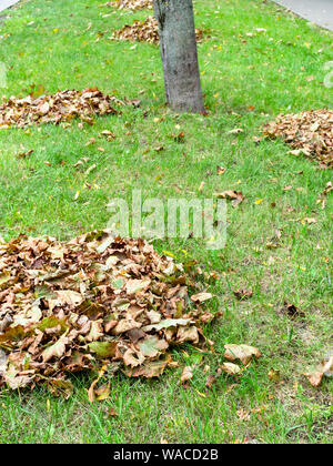 Haufen Laub auf den grünen Rasen von Ort Straße im Herbst Stockfoto