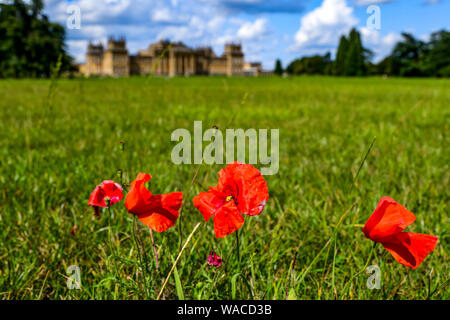 Blenheim Palace. Roter Mohn wächst auf dem Gelände des Palastes. Der rote Mohn ist ein Symbol der Erinnerung. Woodstock, Oxfordshire, England, UK. Stockfoto