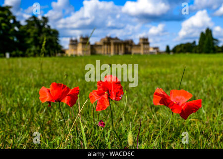 Blenheim Palace. Roter Mohn wächst auf dem Gelände des Palastes. Der rote Mohn ist ein Symbol der Erinnerung. Woodstock, Oxfordshire, England, UK. Stockfoto