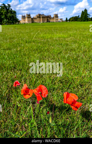 Blenheim Palace. Roter Mohn wächst auf dem Gelände des Palastes. Der rote Mohn ist ein Symbol der Erinnerung. Woodstock, Oxfordshire, England, UK. Stockfoto