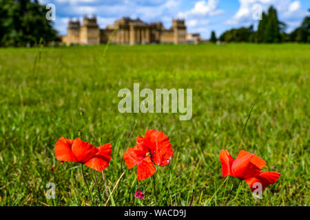 Blenheim Palace. Roter Mohn wächst auf dem Gelände des Palastes. Der rote Mohn ist ein Symbol der Erinnerung. Woodstock, Oxfordshire, England, UK. Stockfoto