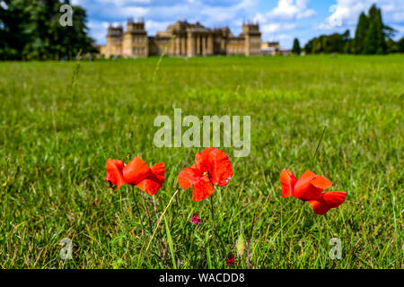 Blenheim Palace. Roter Mohn wächst auf dem Gelände des Palastes. Der rote Mohn ist ein Symbol der Erinnerung. Woodstock, Oxfordshire, England, UK. Stockfoto