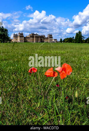 Blenheim Palace. Roter Mohn wächst auf dem Gelände des Palastes. Der rote Mohn ist ein Symbol der Erinnerung. Woodstock, Oxfordshire, England, UK. Stockfoto