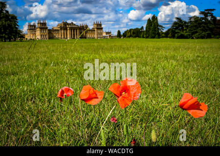 Blenheim Palace. Roter Mohn wächst auf dem Gelände des Palastes. Der rote Mohn ist ein Symbol der Erinnerung. Woodstock, Oxfordshire, England, UK. Stockfoto