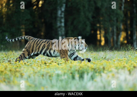 Tiger mit gelben Blumen. Sibirische Tiger im schönen Lebensraum auf Wiese - Pathera tigris altaica Stockfoto