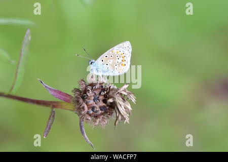 Gemeinsame blau buterfly (Polyommatus icarus) einen erwachsenen Mann in Ruhe auf einer Blume Samen Kopf mit seinem Flügel gefaltet zeigen ihre Unterseiten Stockfoto