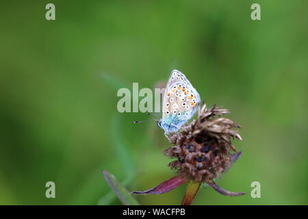 Gemeinsame blau buterfly (Polyommatus icarus) einen erwachsenen Mann in Ruhe auf einer Blume Samen Kopf mit seinem Flügel gefaltet zeigen ihre Unterseiten Stockfoto