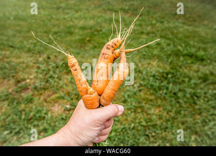 Merkwürdig aussehende komisch mutierten unebenen Karotten in der Hand im Freien, grünen Gras im Hintergrund. Abgelehnt Essen in Märkten speichert Konzept. Niedrige Qualität Lebensmittel. Stockfoto